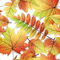 Image showing Colorful autumn seamless leaves isolated. EPS 10