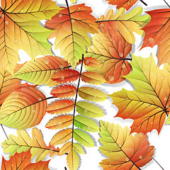 Image showing Colorful autumn seamless leaves isolated. EPS 10