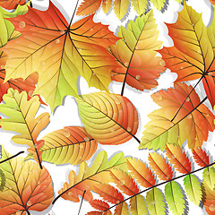 Image showing Colorful autumn seamless leaves isolated. EPS 10