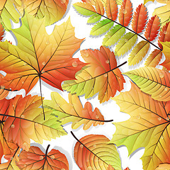 Image showing Colorful autumn seamless leaves isolated. EPS 10