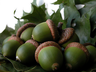 Image showing acorns