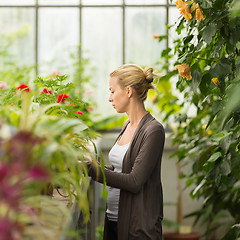 Image showing Florists woman working in greenhouse. 