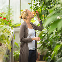 Image showing Florists woman working in greenhouse. 