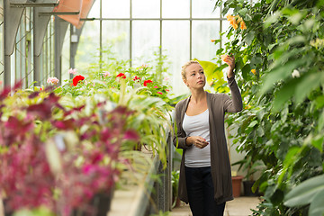 Image showing Florists woman working in greenhouse. 