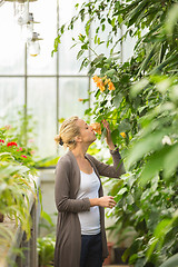 Image showing Florists woman working in greenhouse. 