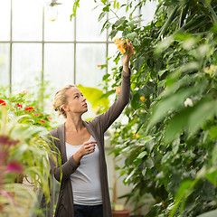 Image showing Florists woman working in greenhouse. 