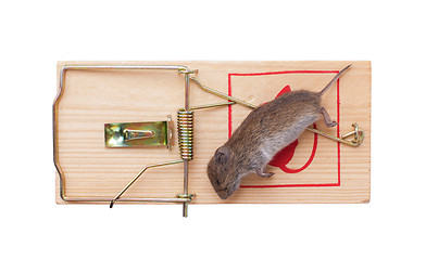 Image showing Mouse in a mousetrap