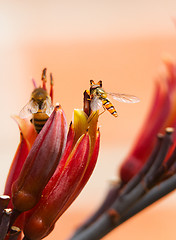 Image showing hoverfly on cordyline