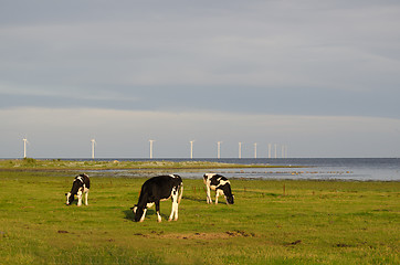 Image showing Grazing cattle and wind turbines