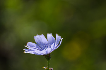 Image showing Chicory flower closeup portrait