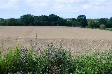 Image showing Chicory flowers by a corn field