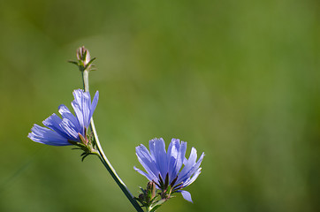 Image showing Sunlit chicory flowers