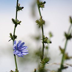 Image showing Chicory flower closeup