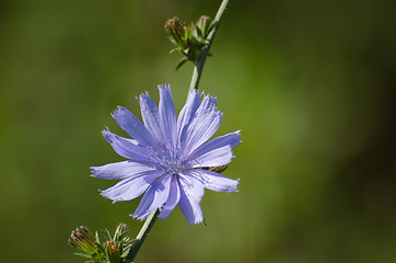 Image showing Chicory flower closeup at a stem