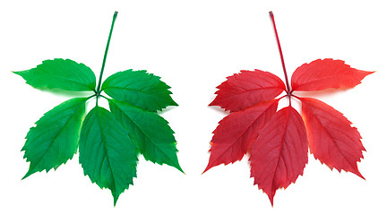 Image showing Red autumn and green virginia creeper leaves 