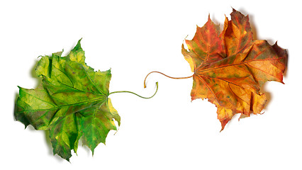 Image showing Two dry maple-leafs, orange and green