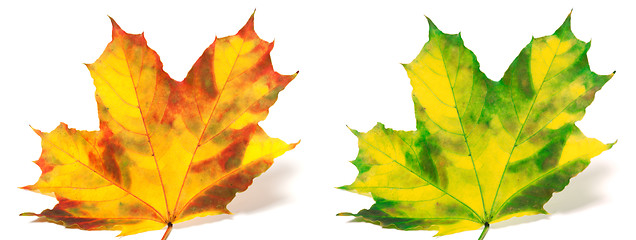 Image showing Red and green yellowed maple leafs isolated on white background