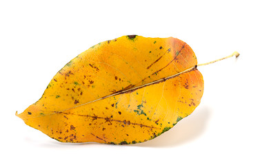 Image showing Yellowed autumn leaf. Close-up view.