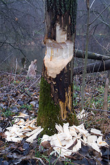 Image showing Tree and beavers in autumn forest