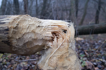 Image showing Tree after beaver's job