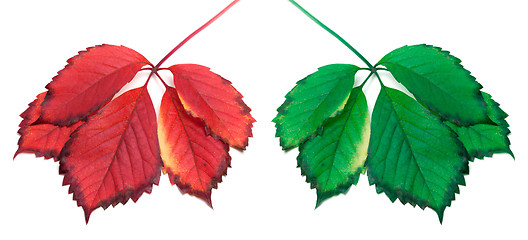 Image showing Green and red yellowed leaves (virginia creeper leafs)