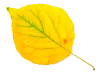 Image showing Yellowed autumn poplar leaf. Close-up view.