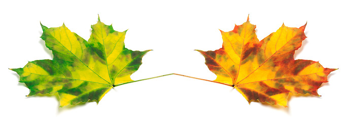 Image showing Two yellowed autumn maple leafs