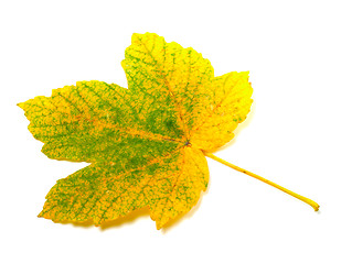 Image showing Autumn leaf on white background