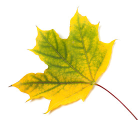 Image showing Yellowed autumn maple leaf 