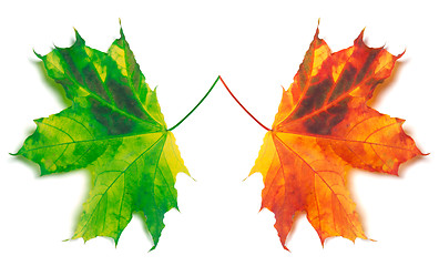 Image showing Orange and green yellowed maple-leafs