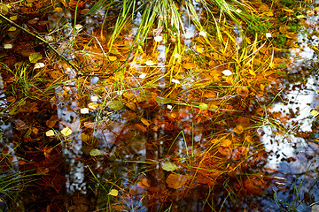 Image showing Autumn background