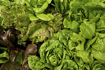 Image showing Lettuce Vegetable Garden