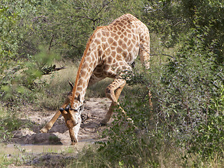 Image showing Giraffe Drinking