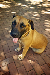 Image showing Happy Boerboel dog