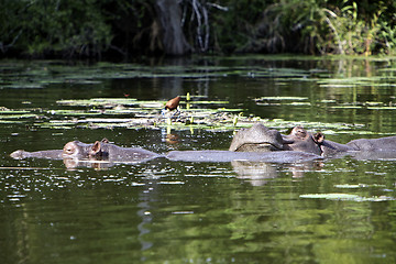 Image showing Hippo Falling Asleep