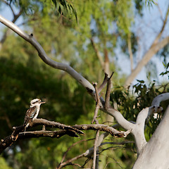 Image showing Kookaburra, Australia