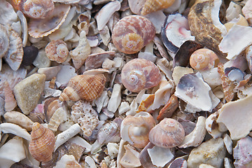 Image showing Sea Shells