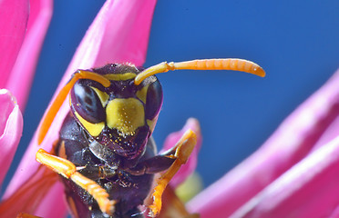 Image showing Yellow Jacket (Wasp)