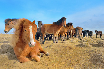 Image showing Icelandic horses