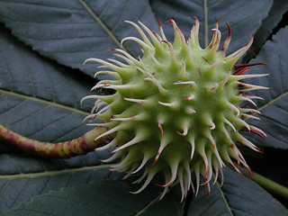 Image showing chestnuts