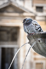 Image showing Pigeons in fountain