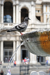 Image showing Pigeons in fountain