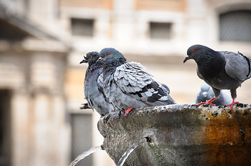 Image showing Pigeons in fountain