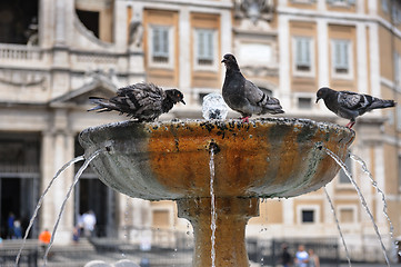 Image showing Pigeons in fountain