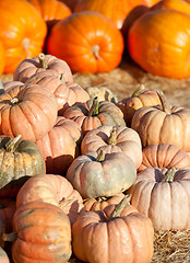 Image showing pumpkin patch