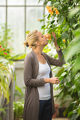 Image showing Florists woman working in greenhouse. 