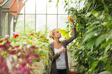 Image showing Florists woman working in greenhouse. 