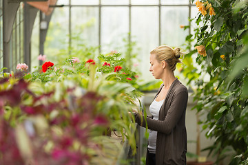 Image showing Florists woman working in greenhouse. 