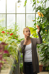 Image showing Florists woman working in greenhouse. 