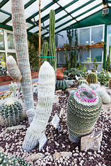 Image showing Cactus greenhouse